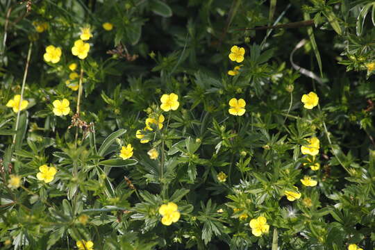 Слика од Potentilla crantzii (Crantz) Beck