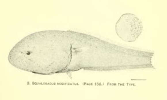 Image of Macrouroidinae