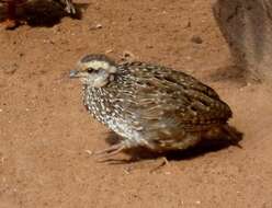 Image of Natal Francolin