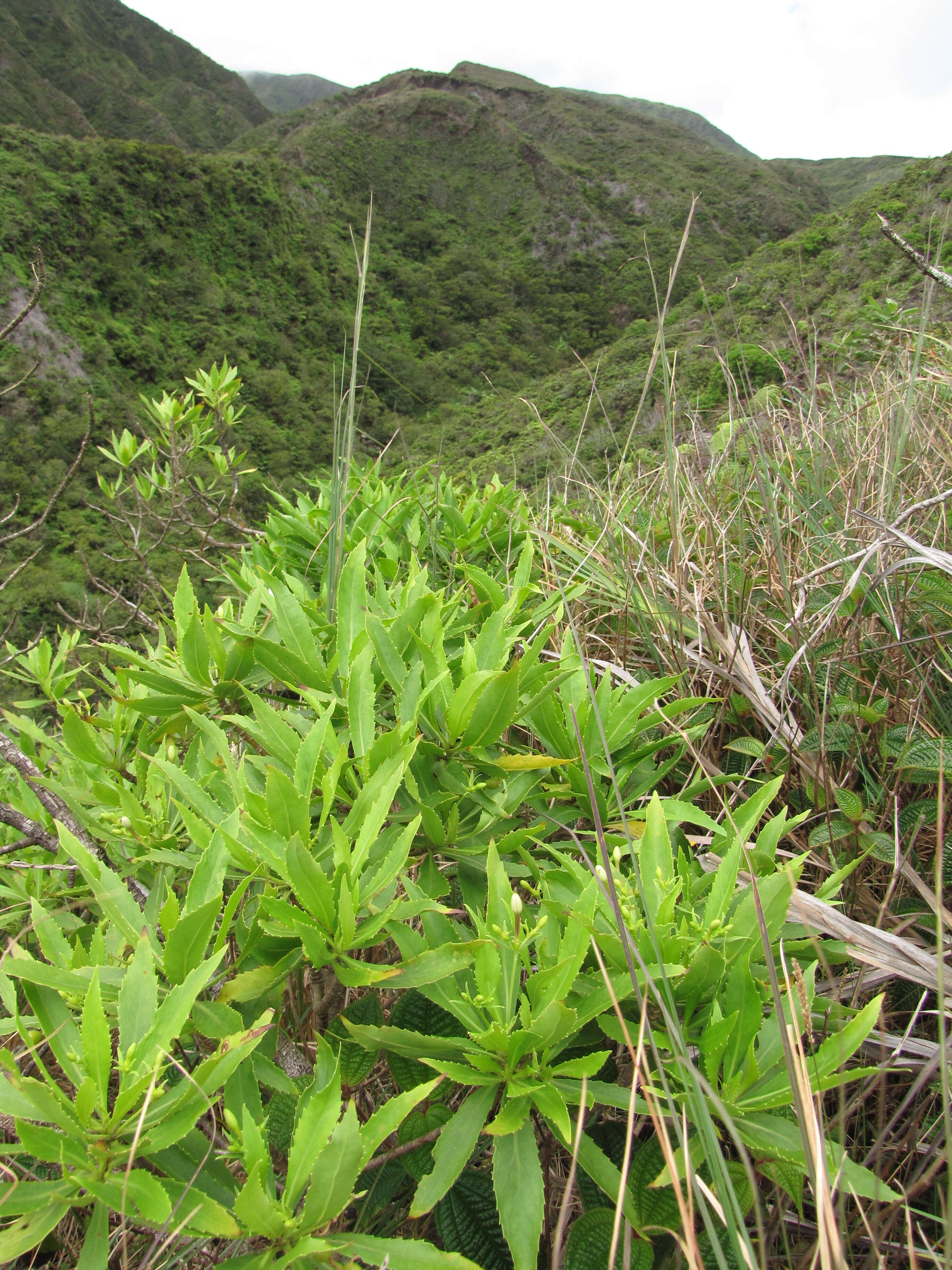 Imagem de Scaevola chamissoniana Gaud.