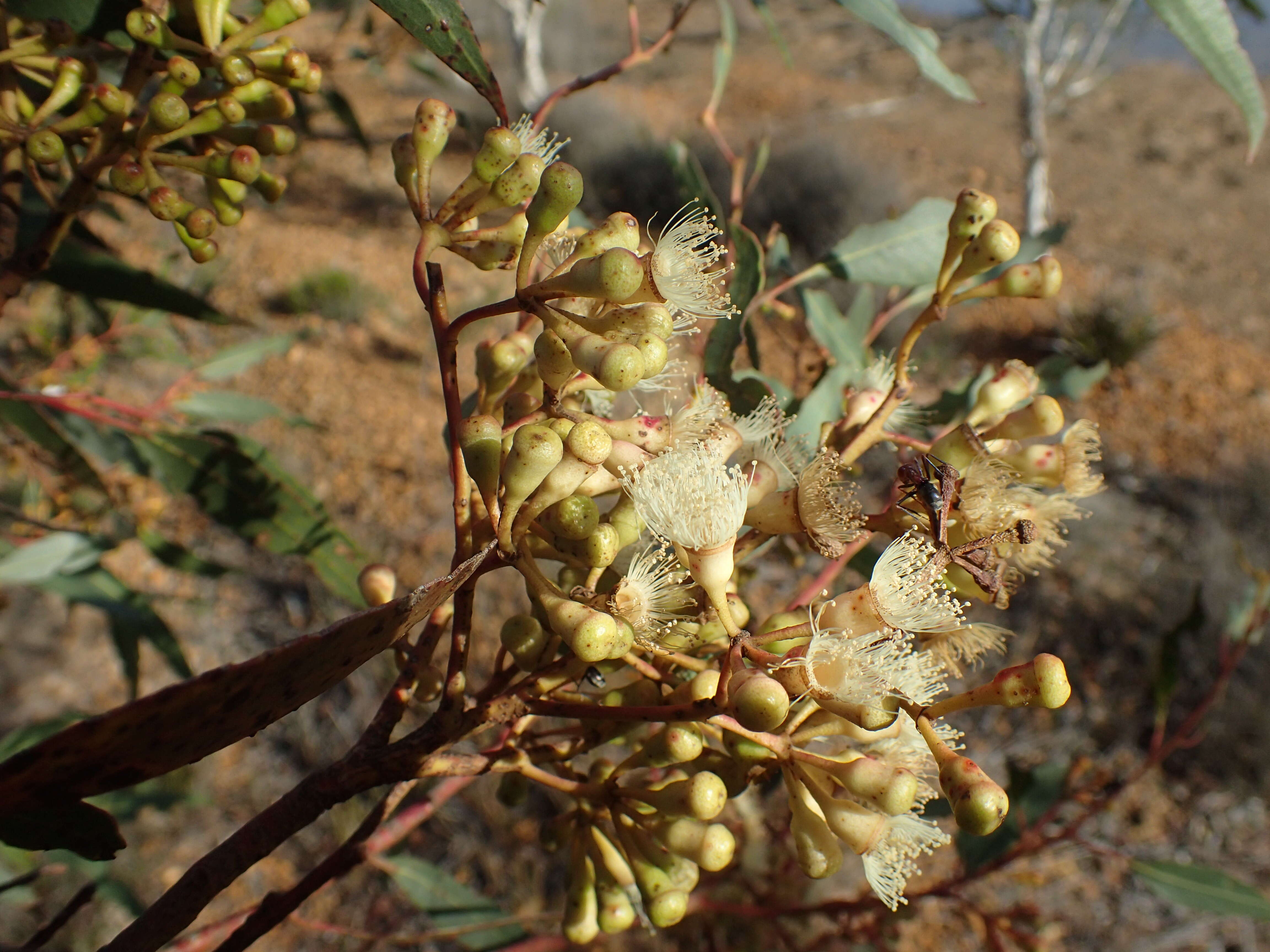 Image of Eucalyptus cooperiana F. Müll.