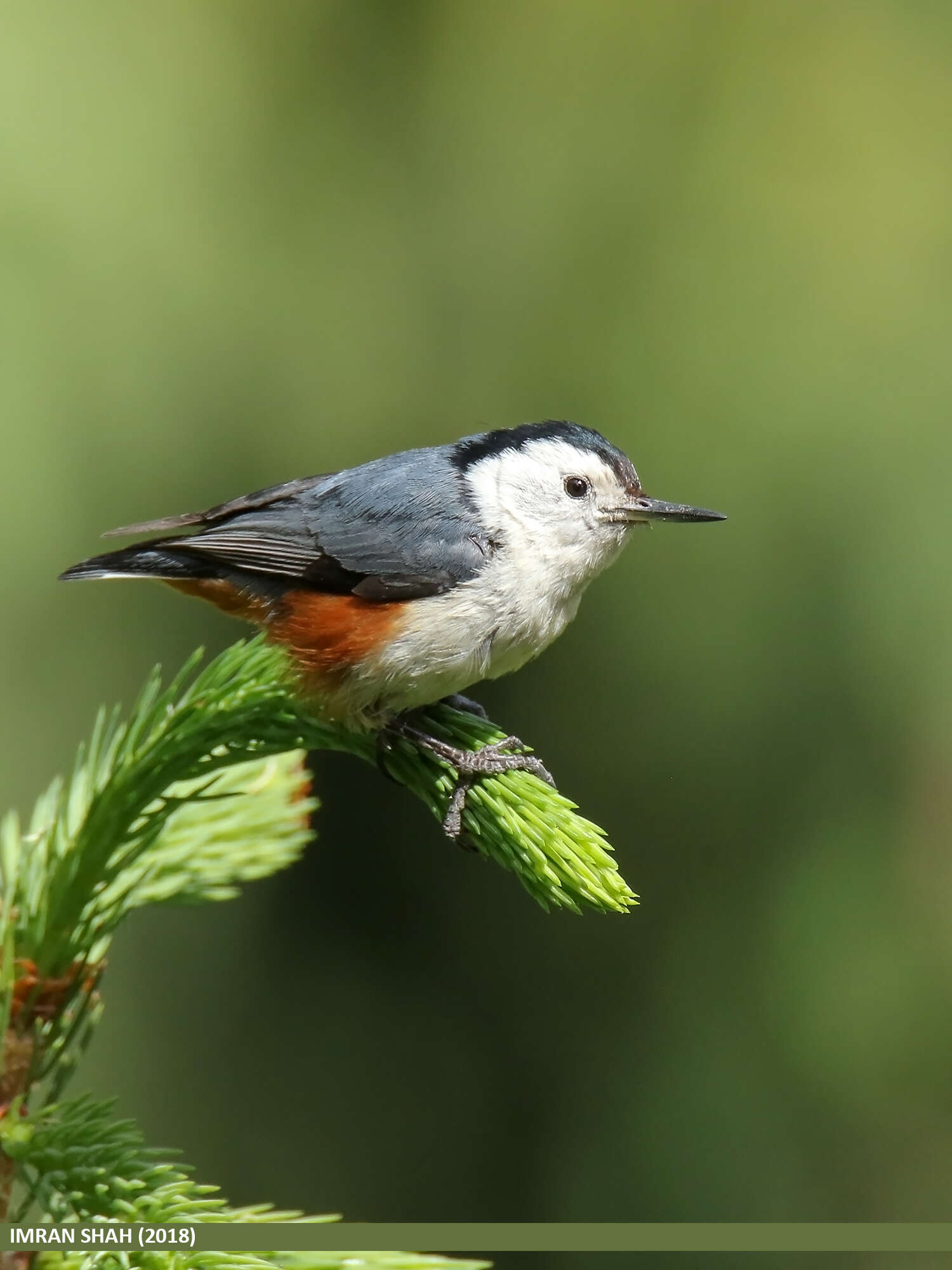 Слика од Sitta leucopsis Gould 1850