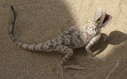 Image of Gray Toadhead Agama