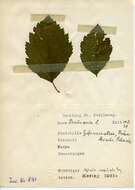 صورة Stigmella mespilicola (Frey 1856) Klimesch 1948