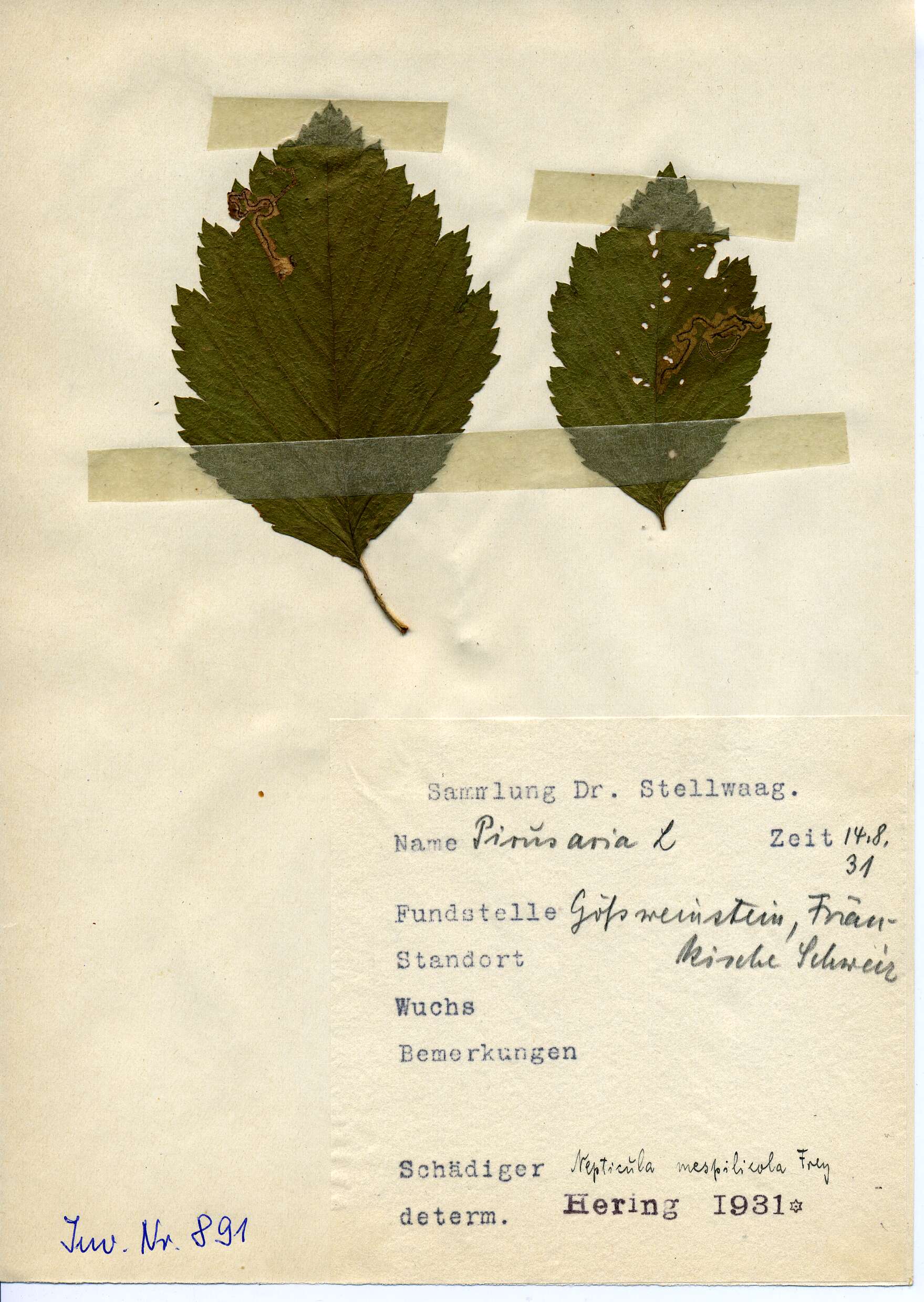 Image of Stigmella mespilicola (Frey 1856) Klimesch 1948