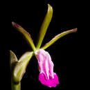 Image of Dorman's Cattleya