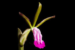 Imagem de Cattleya dormaniana (Rchb. fil.) Rchb. fil.