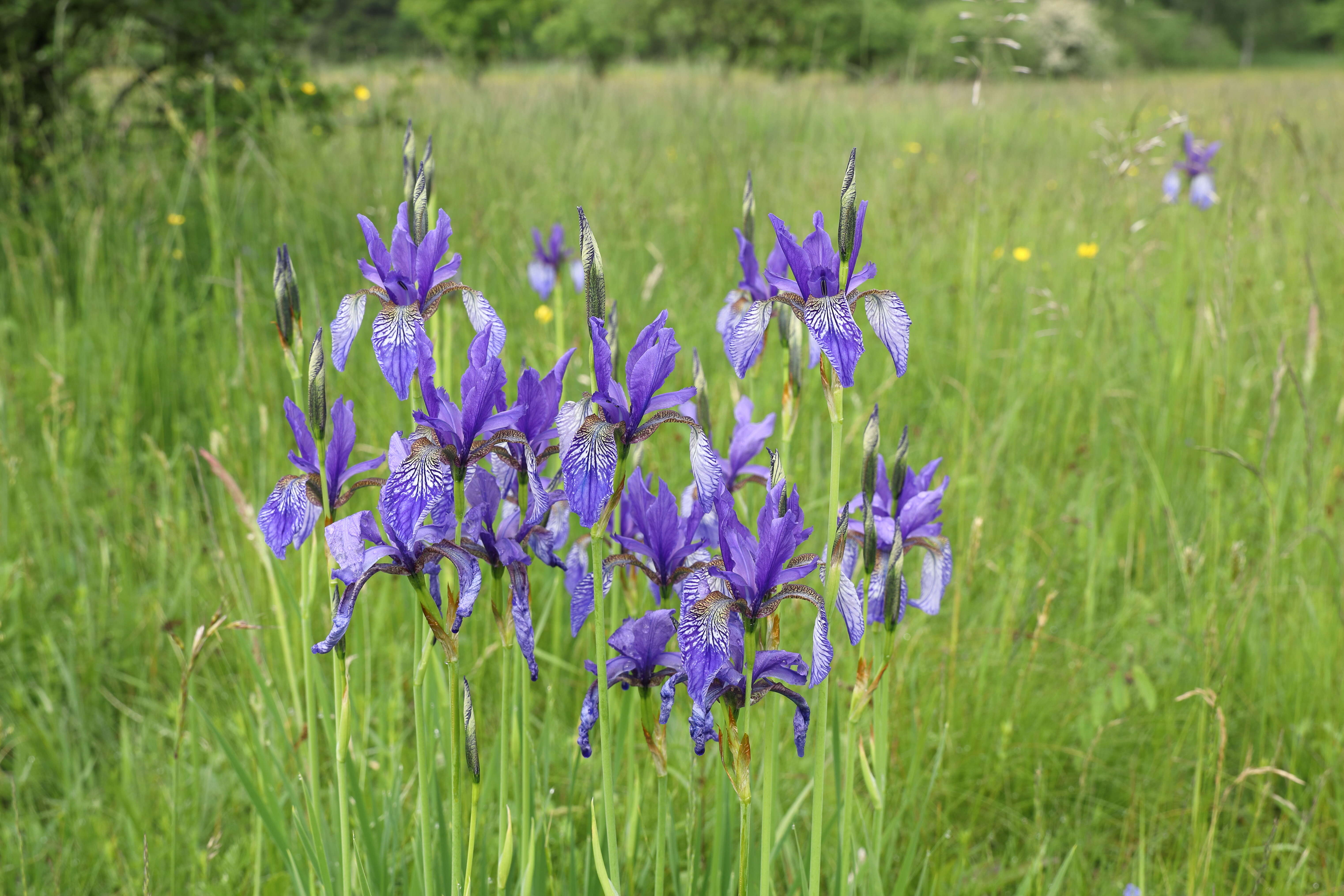 Image of German Iris