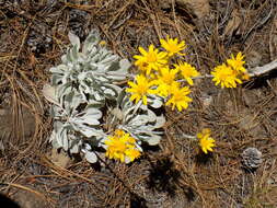 Image of ragwort