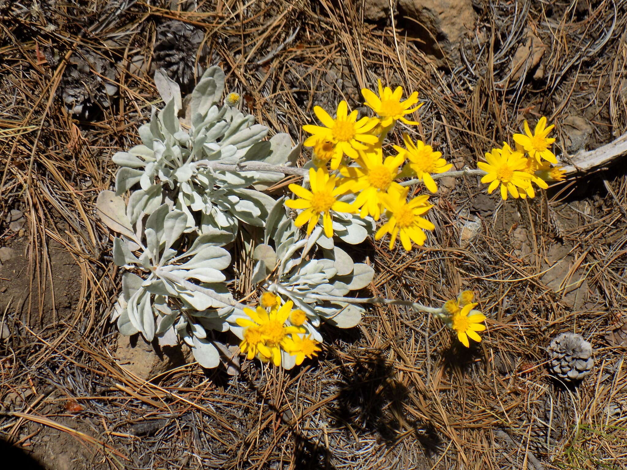 Image of ragwort