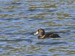 Image of New Zealand Scaup