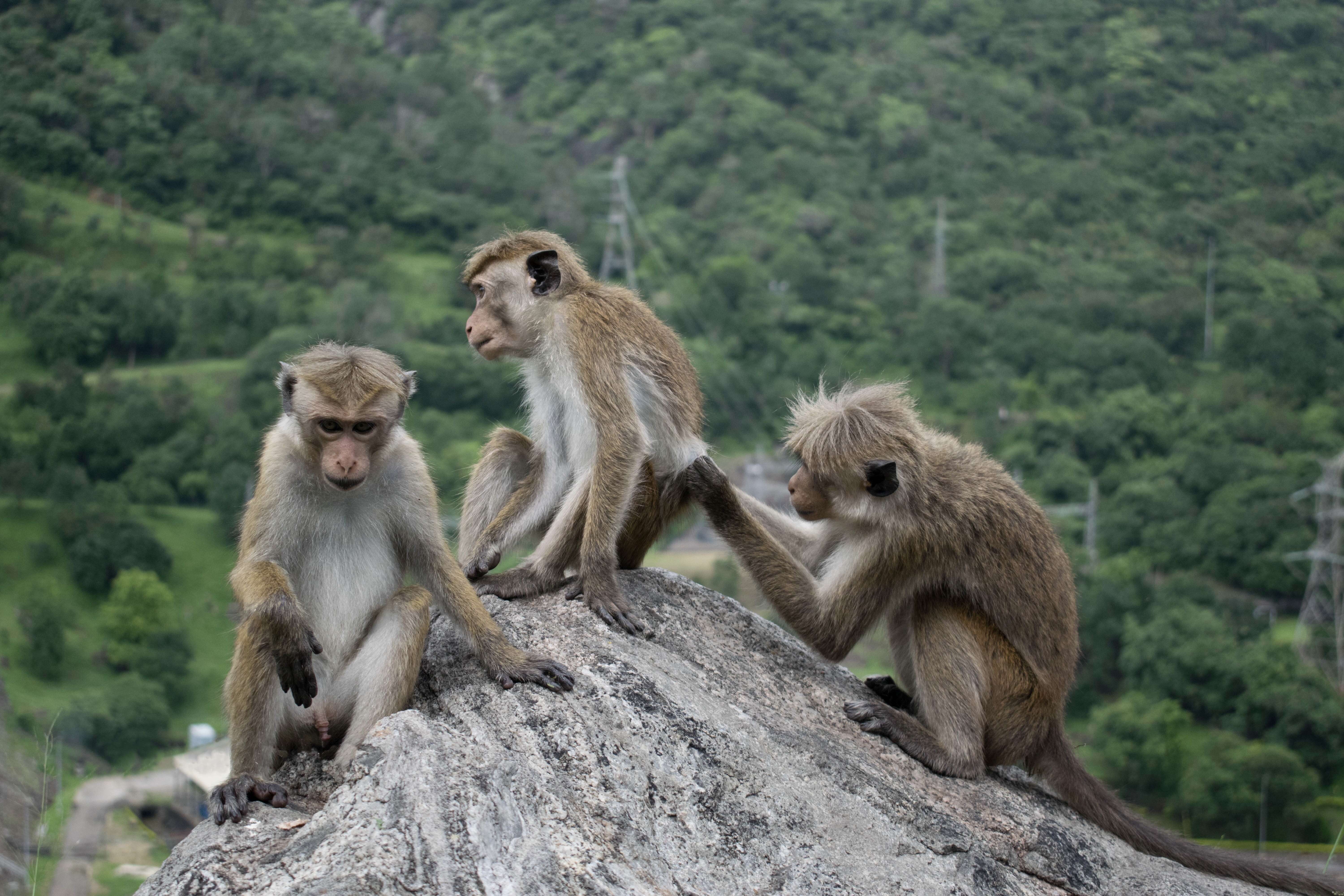 Image of Toque macaque