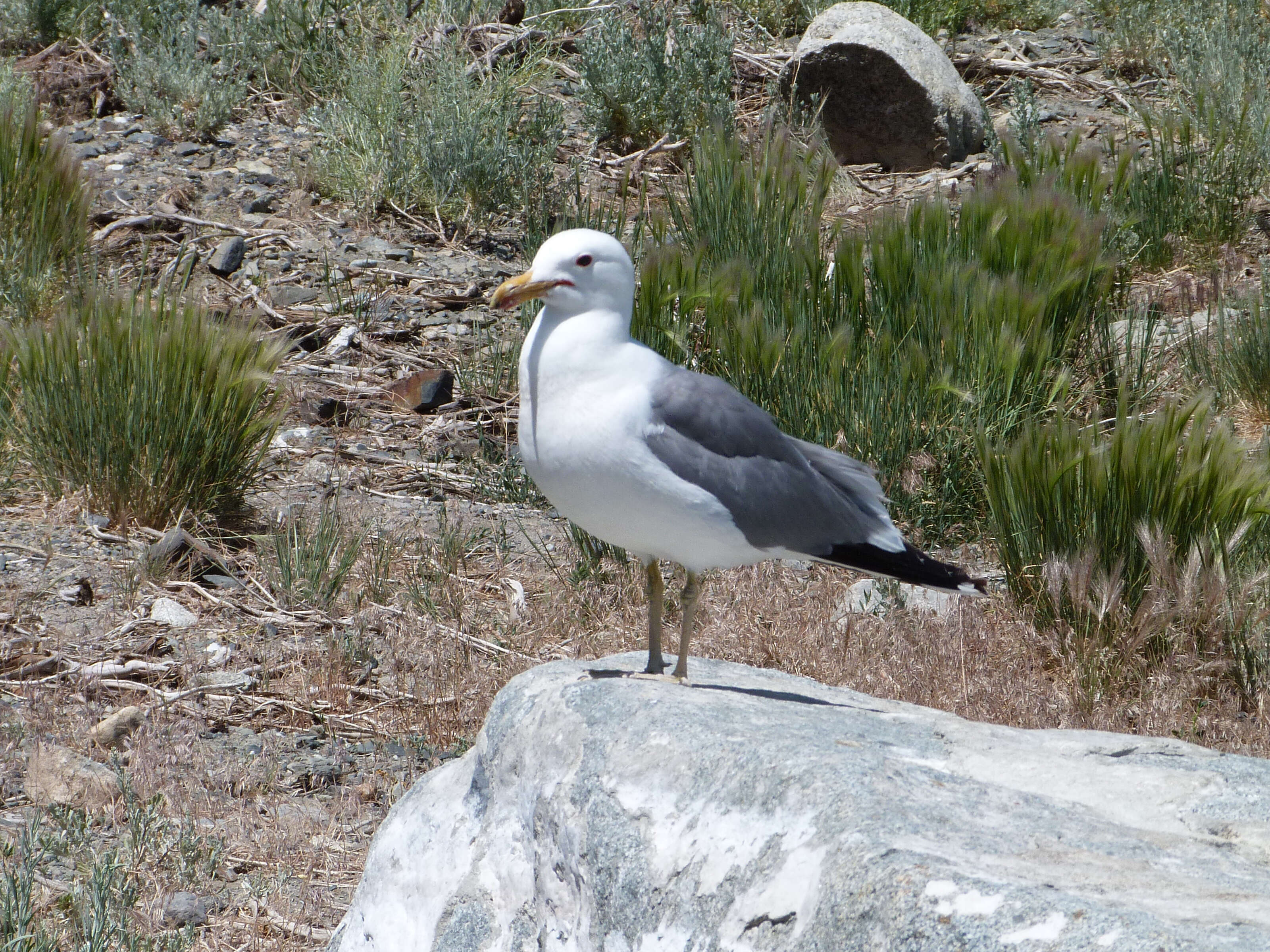 Image of California Gull