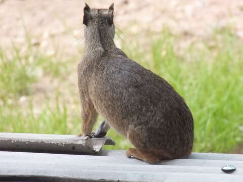 Image of Central American Agouti