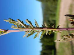 Image of mountain tansymustard