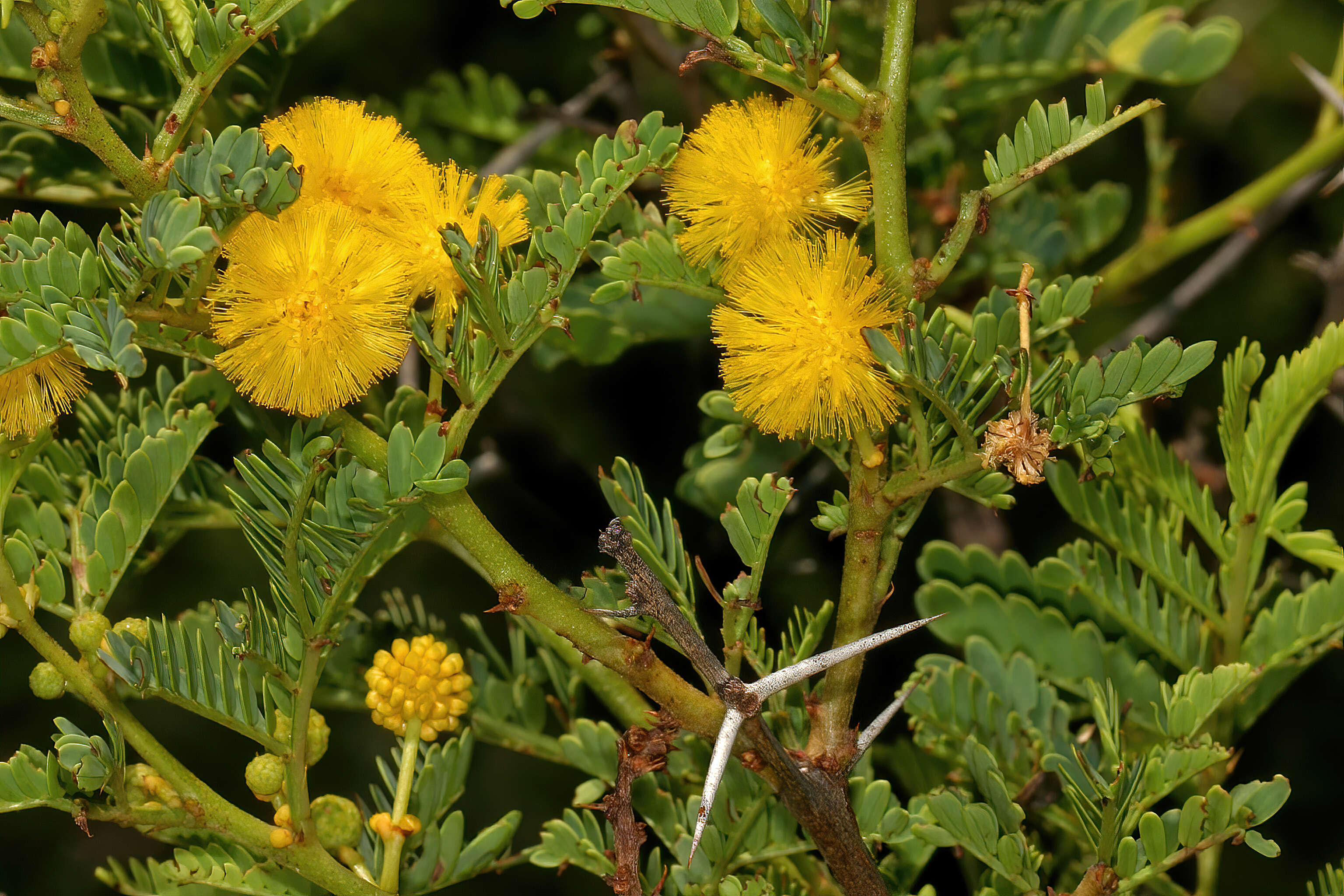 Imagem de Vachellia karroo (Hayne) Banfi & Galasso