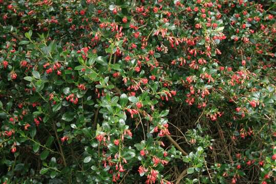 Sivun Escallonia rubra (Ruiz & Pav.) Pers. kuva