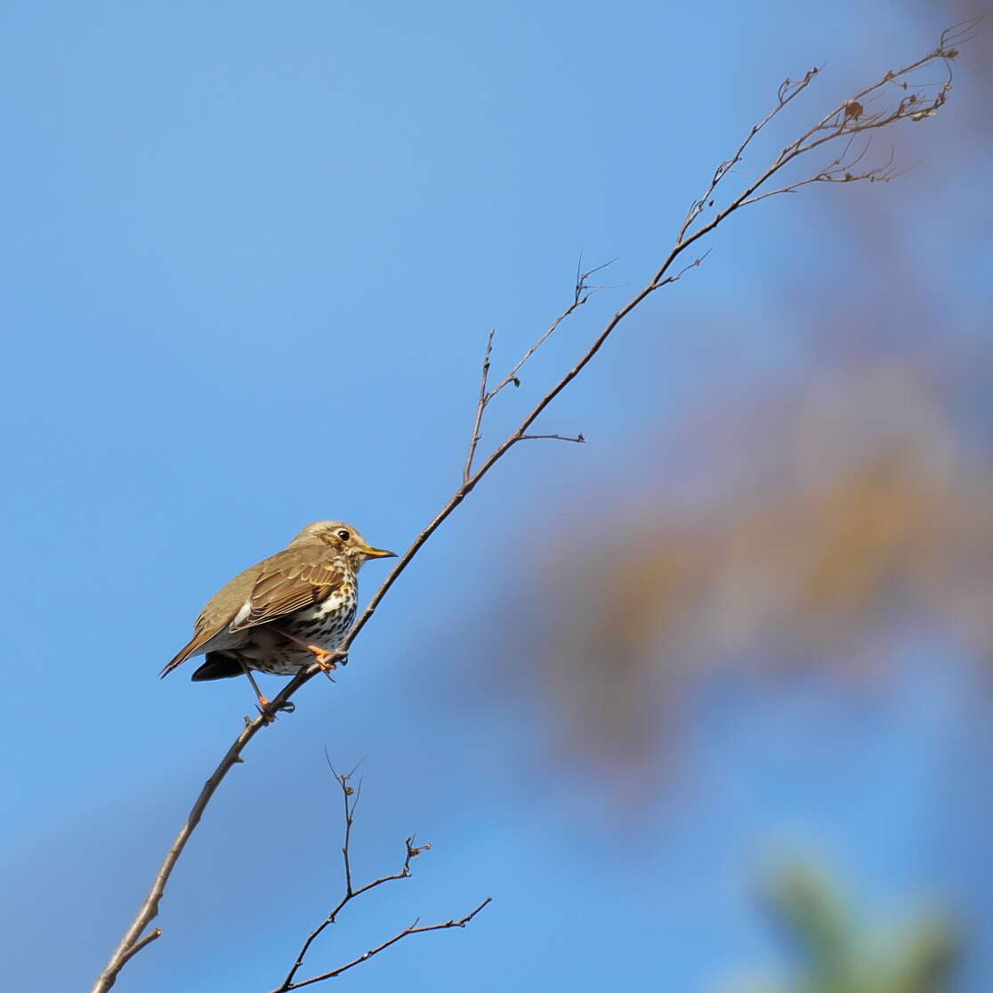 Image of Song Thrush