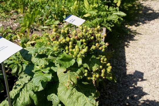 Image of Aztec tobacco