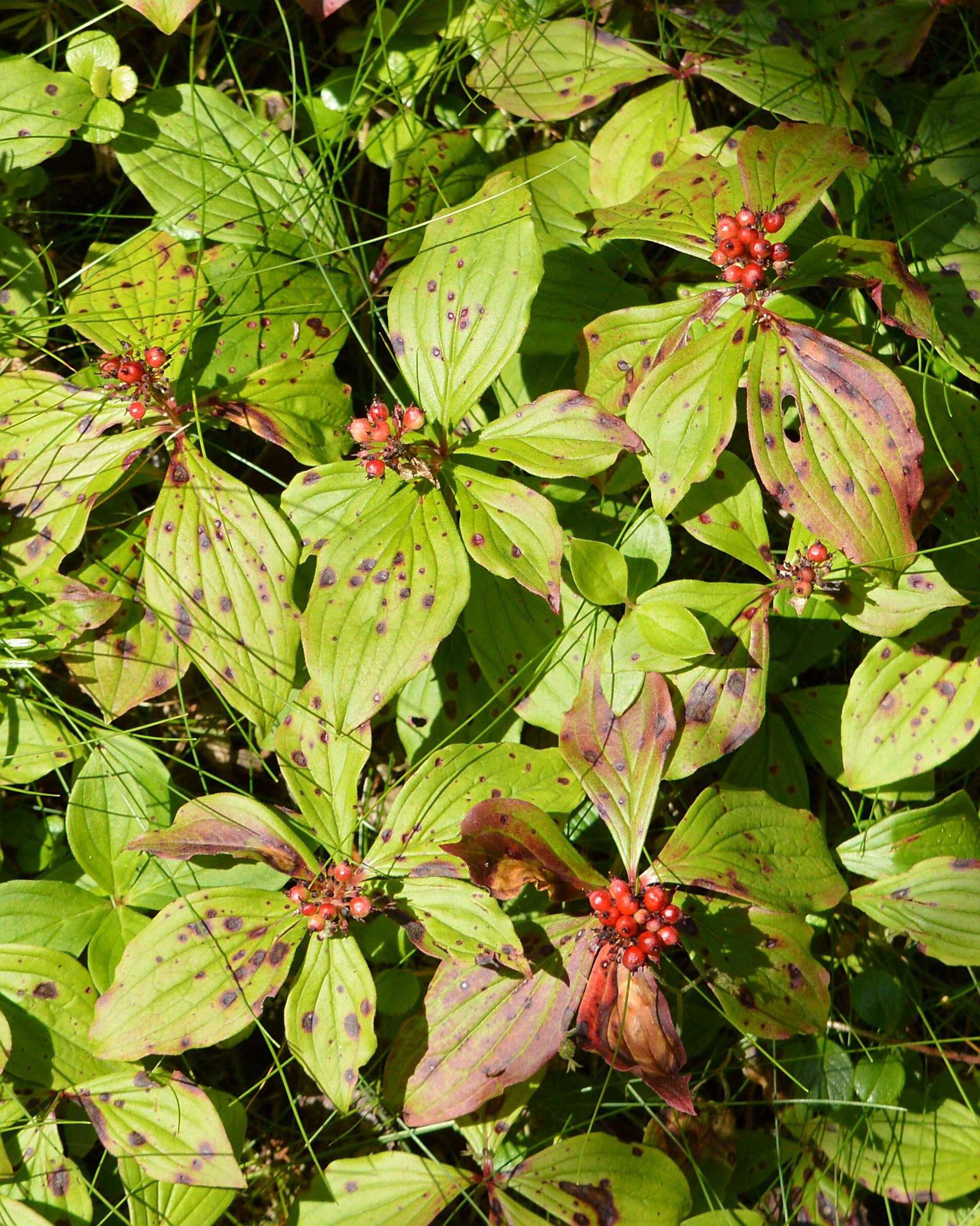 Image of bunchberry dogwood