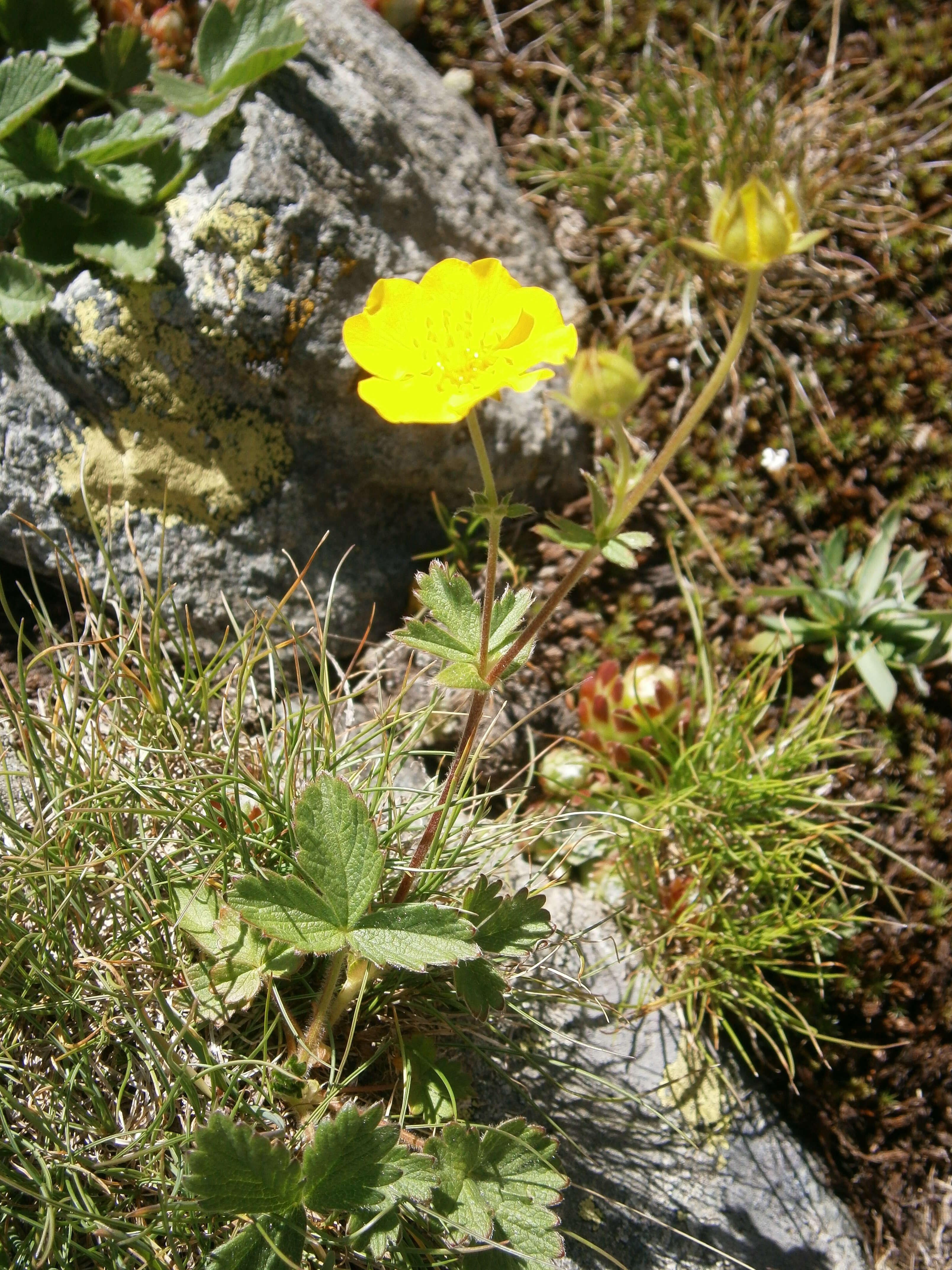 Image de Potentille à grandes fleurs