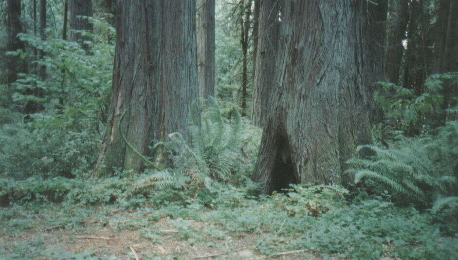 Image of Canoe Cedar