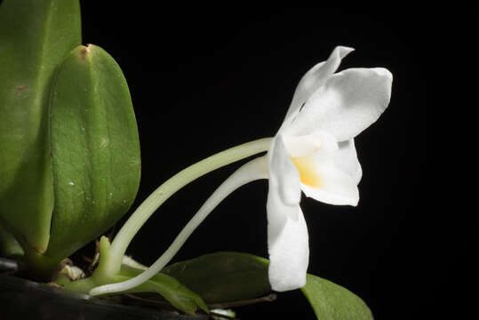 Image of Amesiella philippinensis (Ames) Garay