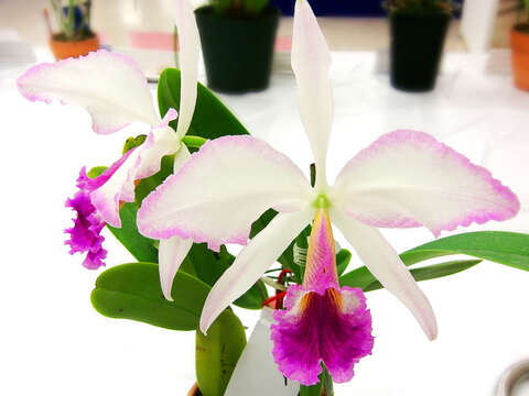 Image of Jenman's Cattleya