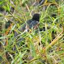 Image of Black-billed Coucal