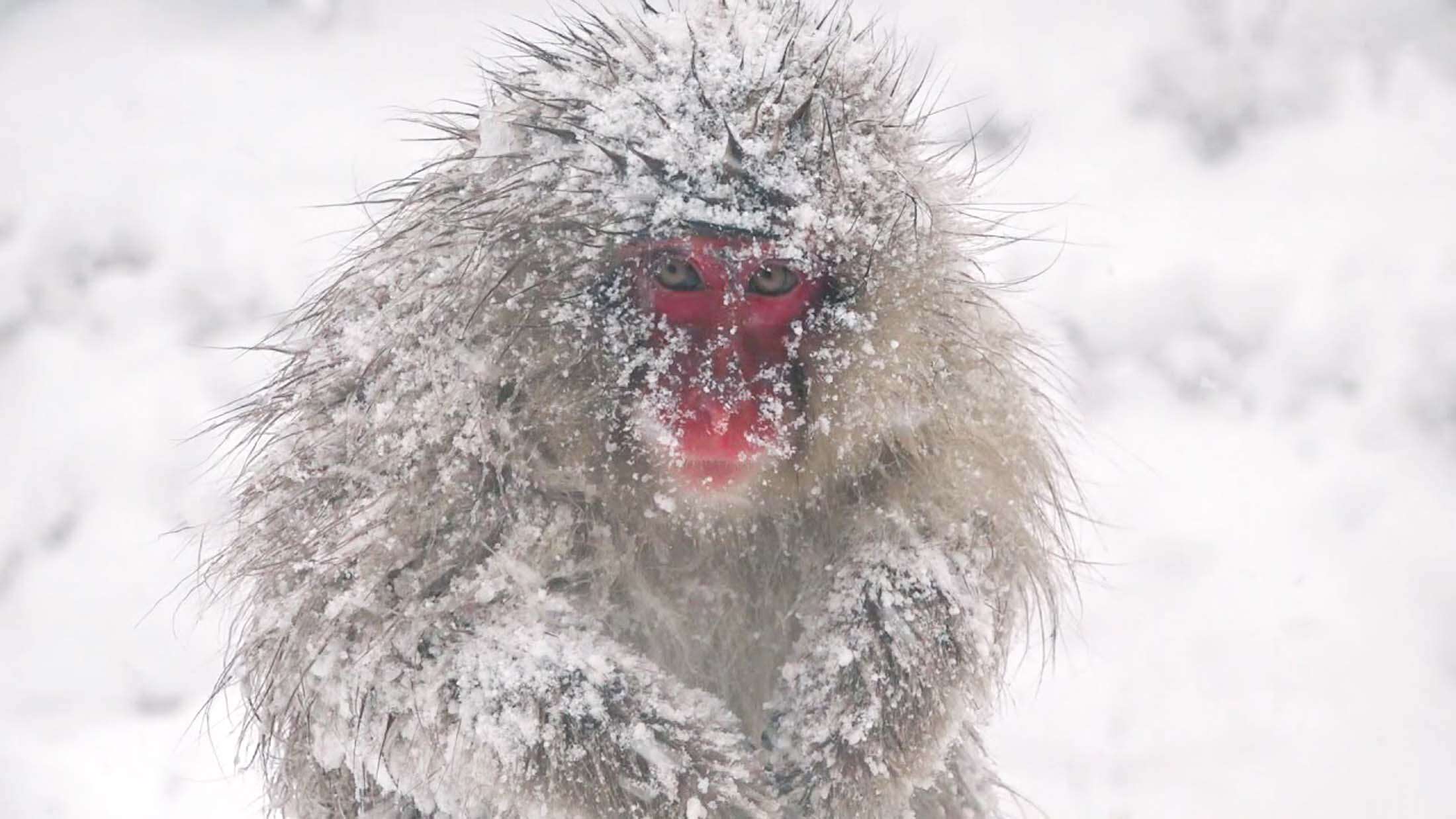 Image of Japanese Macaque