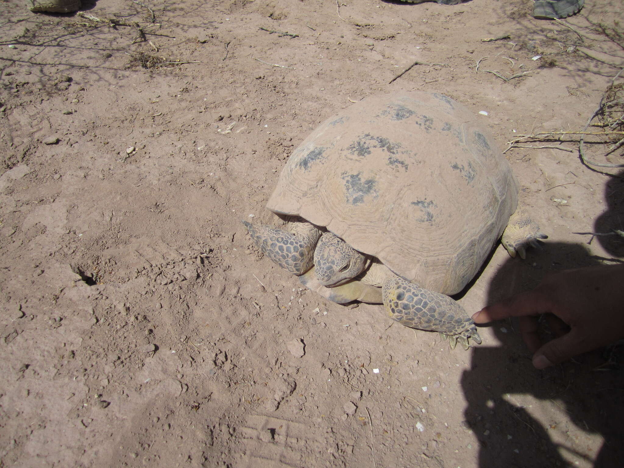 Слика од Gopherus flavomarginatus Legler 1959