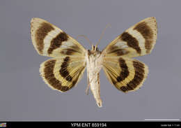 Image of Yellow-banded Underwing