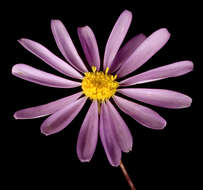 Image of Swan River Daisy