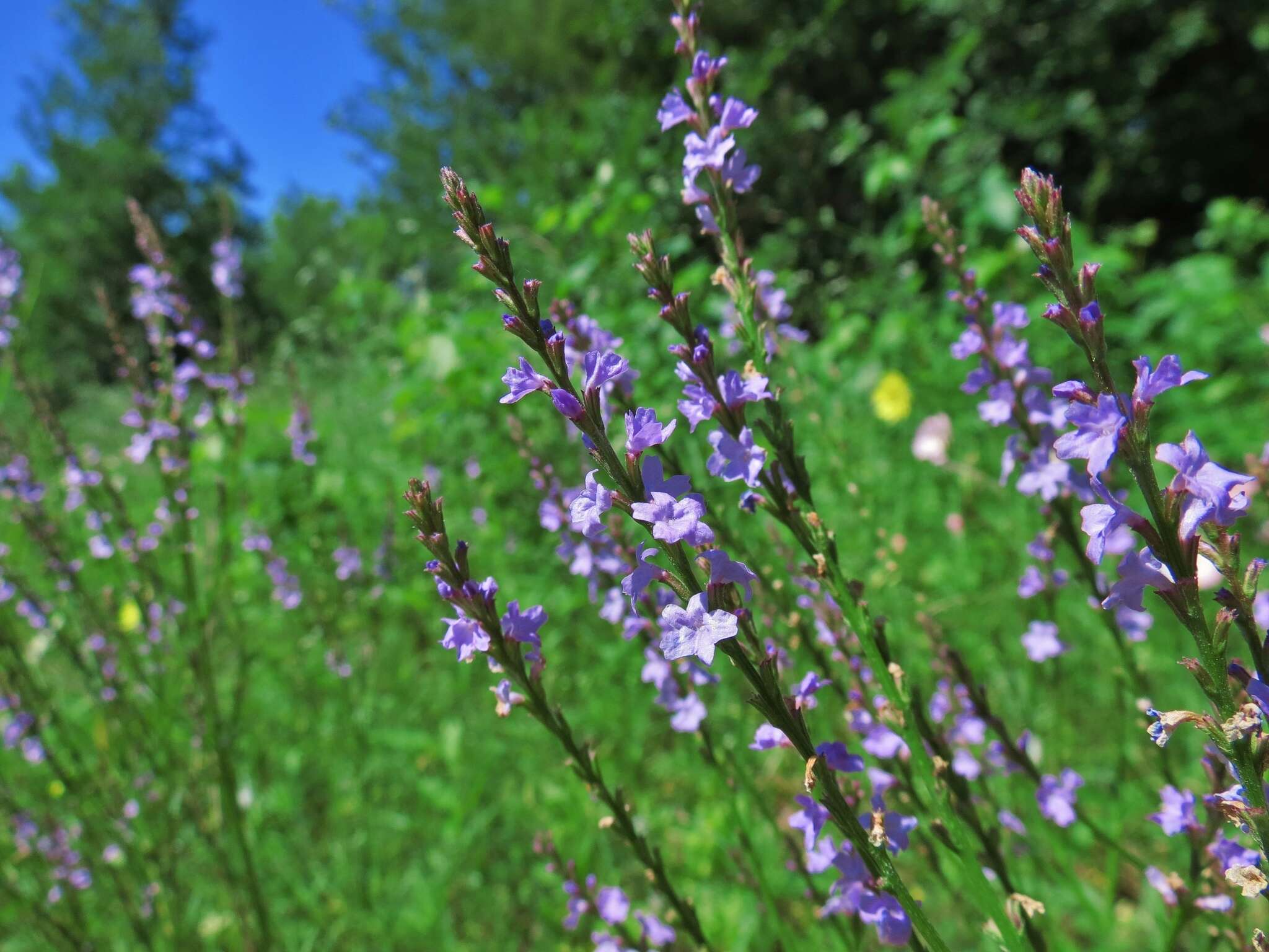 Image of vervain