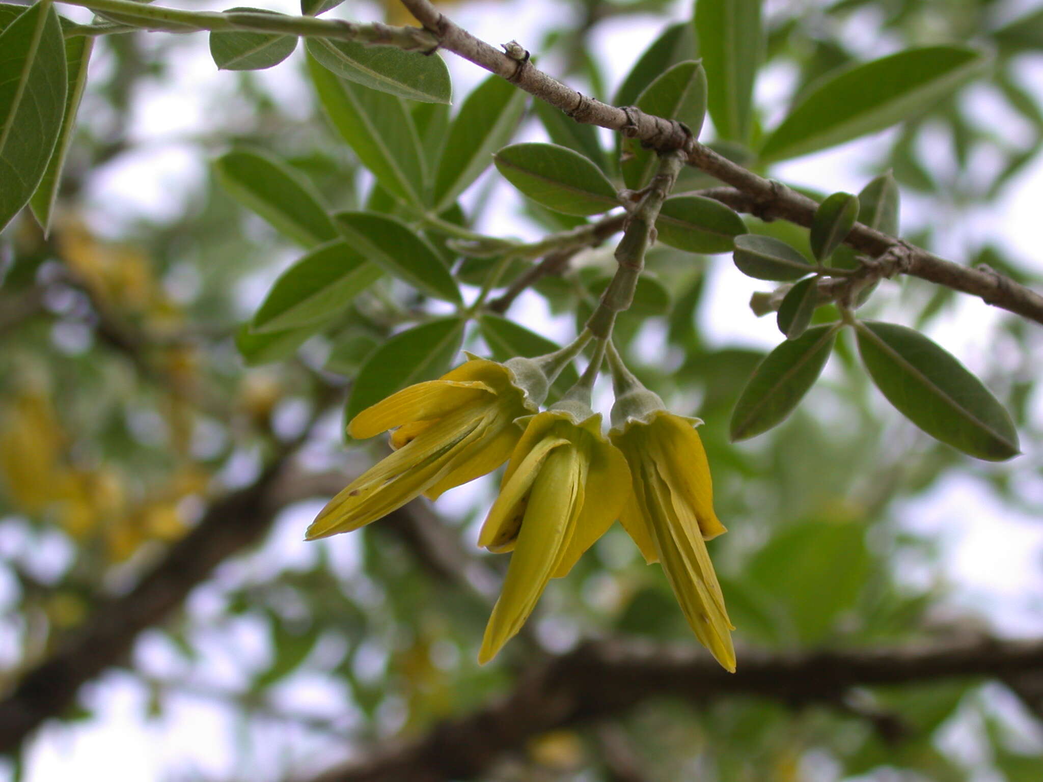 Image of Anagyris foetida L.