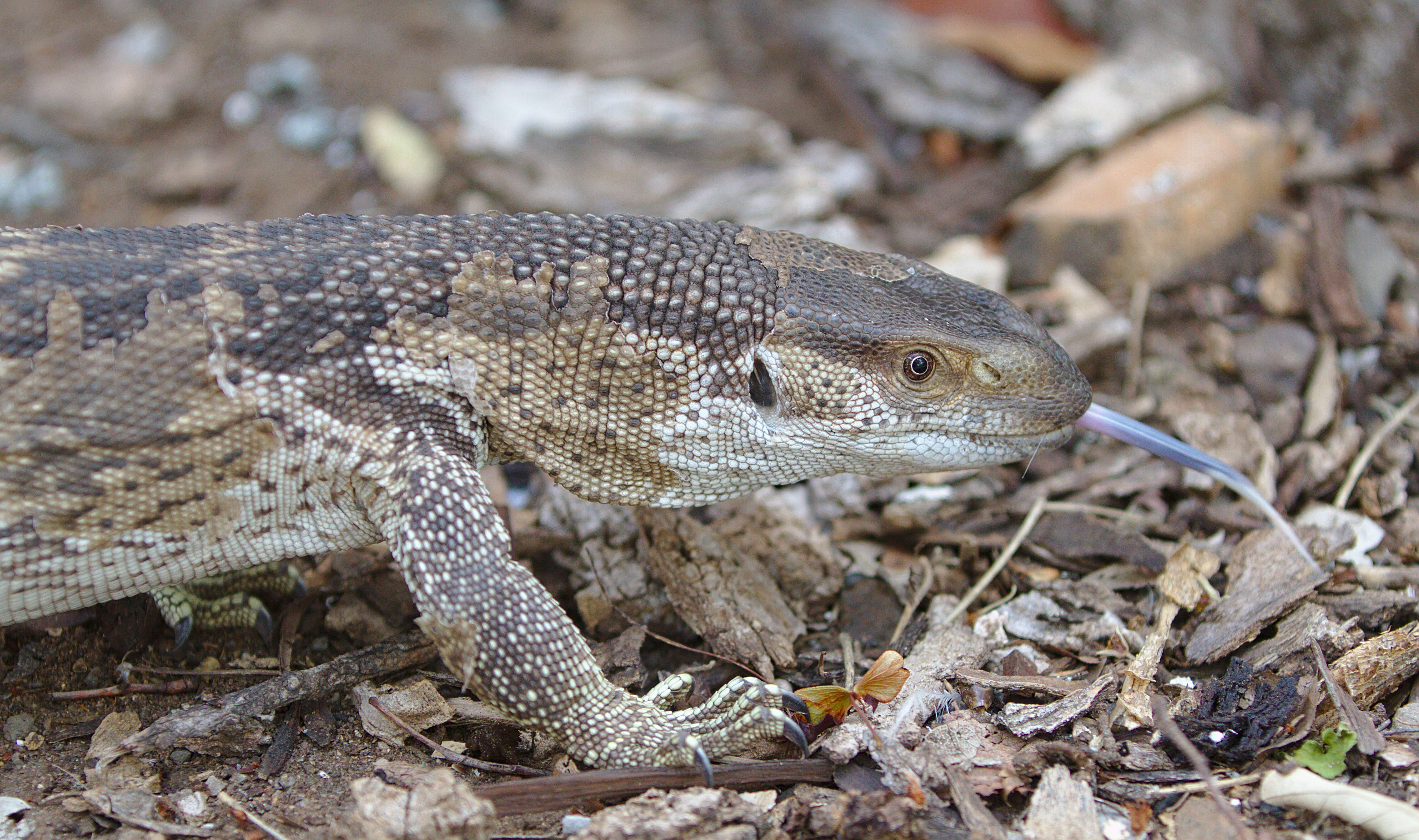 Image of White-throated monitor