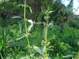 Scrophularia sambucifolia L. resmi