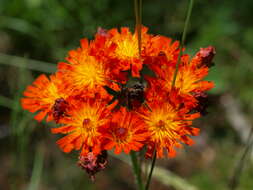 Imagem de Pilosella aurantiaca (L.) Sch. Bip., F. W. Schultz & Sch. Bip.