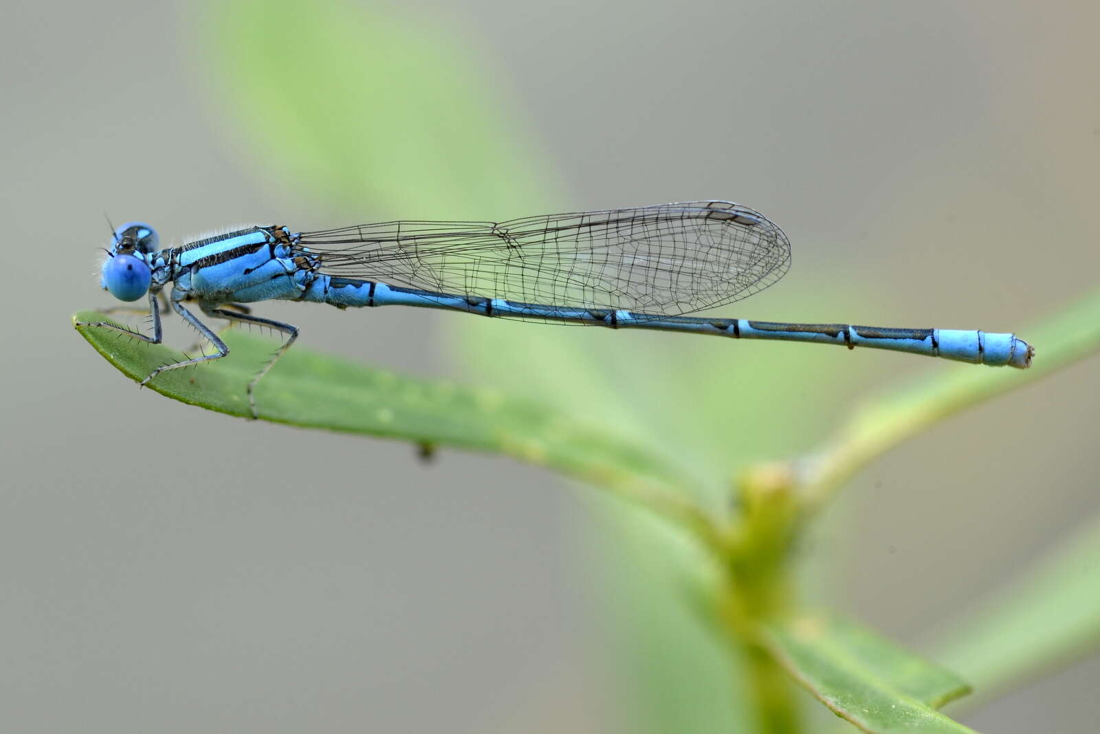 Image of Eastern Lilysquatter