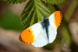 Image of orange tip