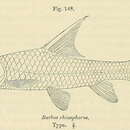 Image de Labeobarbus rhinophorus (Boulenger 1910)