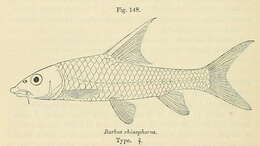 Labeobarbus rhinophorus (Boulenger 1910) resmi