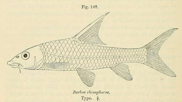 Image of Labeobarbus rhinophorus (Boulenger 1910)