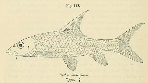 Sivun Labeobarbus rhinophorus (Boulenger 1910) kuva