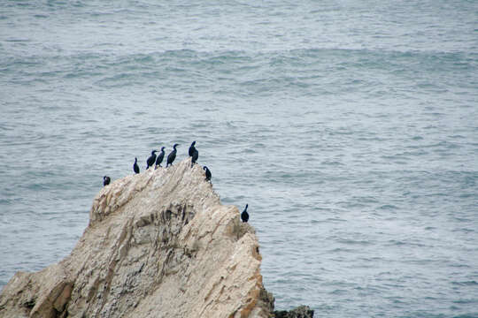 Image of Brandt's Cormorant