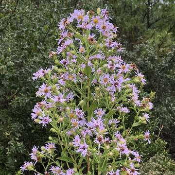 Image of Marsh American-Aster