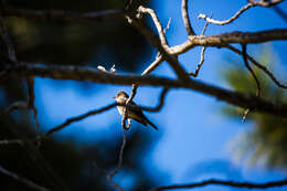 Image of Western Wood Pewee