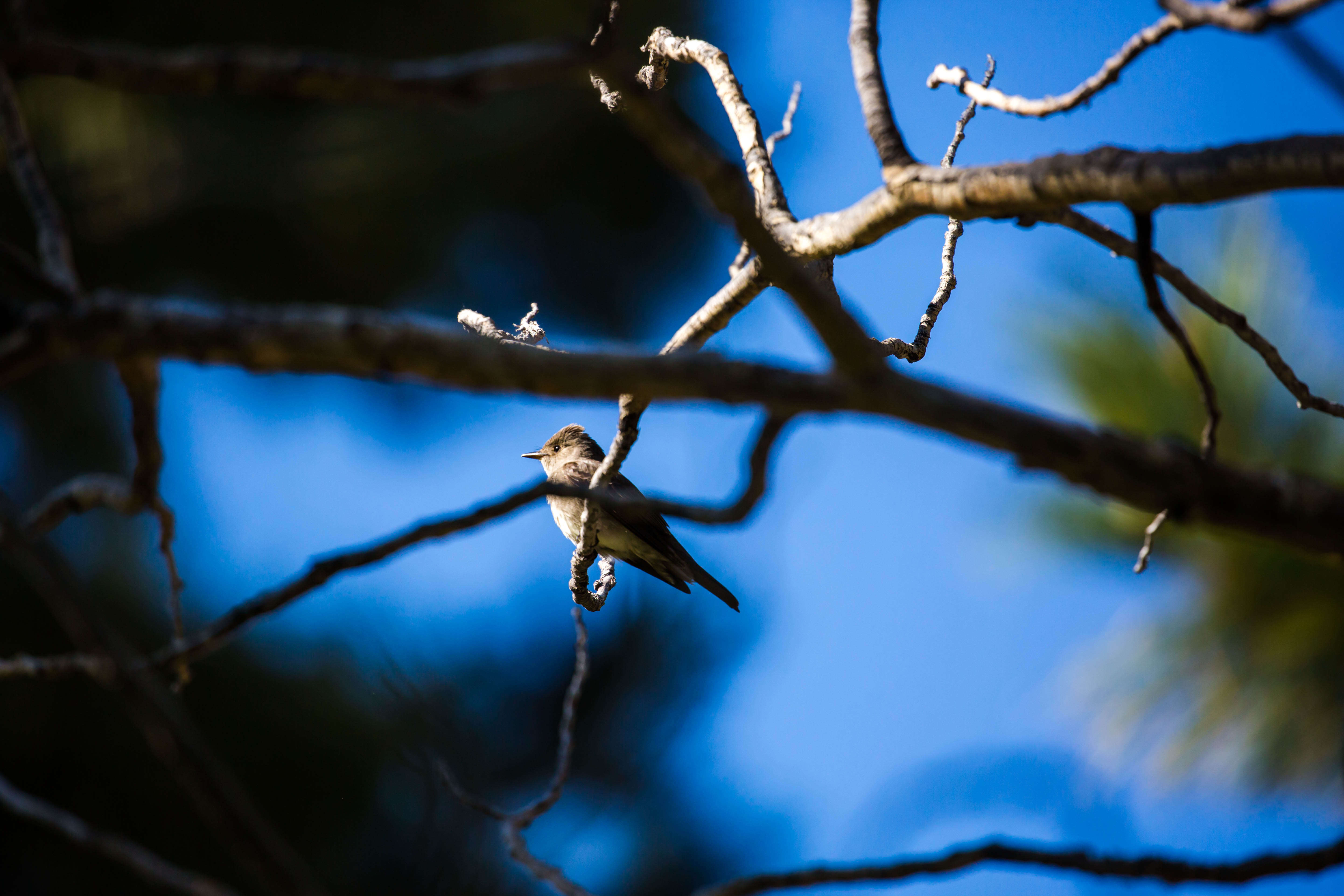 Image of Western Wood Pewee