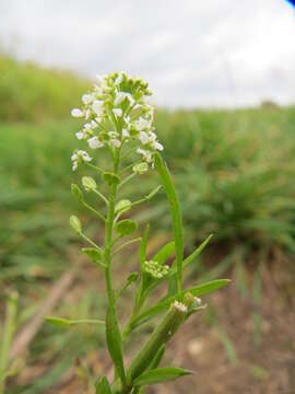 Image of Virginia pepperweed