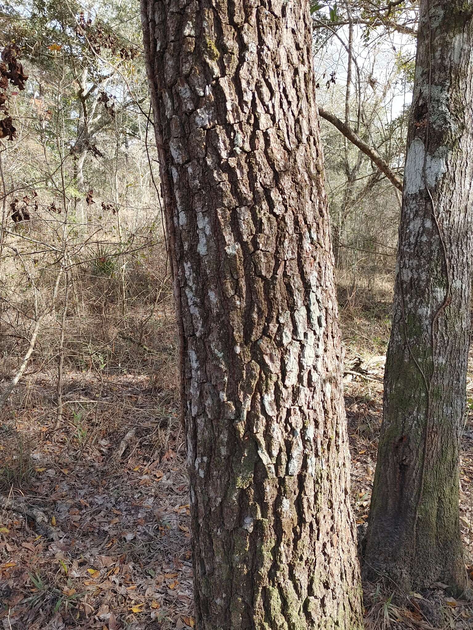 Imagem de Pinus glabra Walter